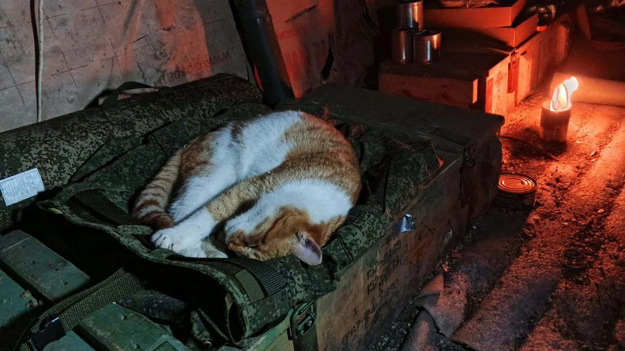 Изображение к публикации