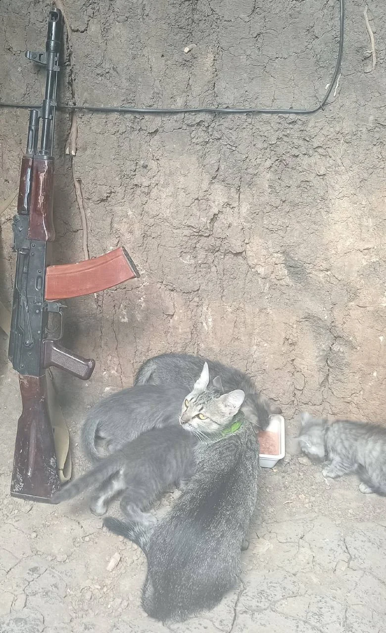 Изображение к публикации