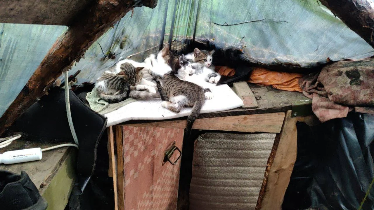 Изображение к публикации