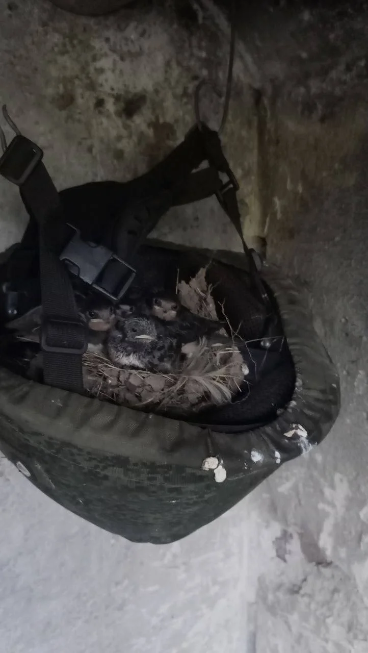 Изображение к публикации