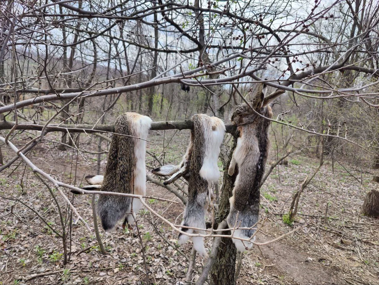 Изображение к публикации