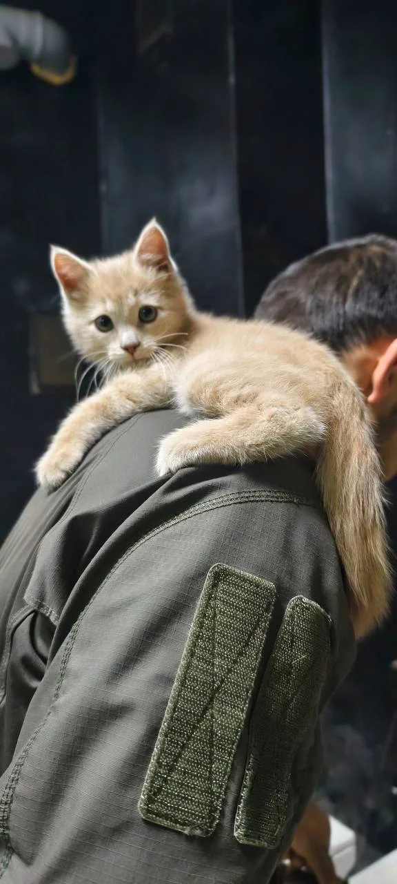 Изображение к публикации