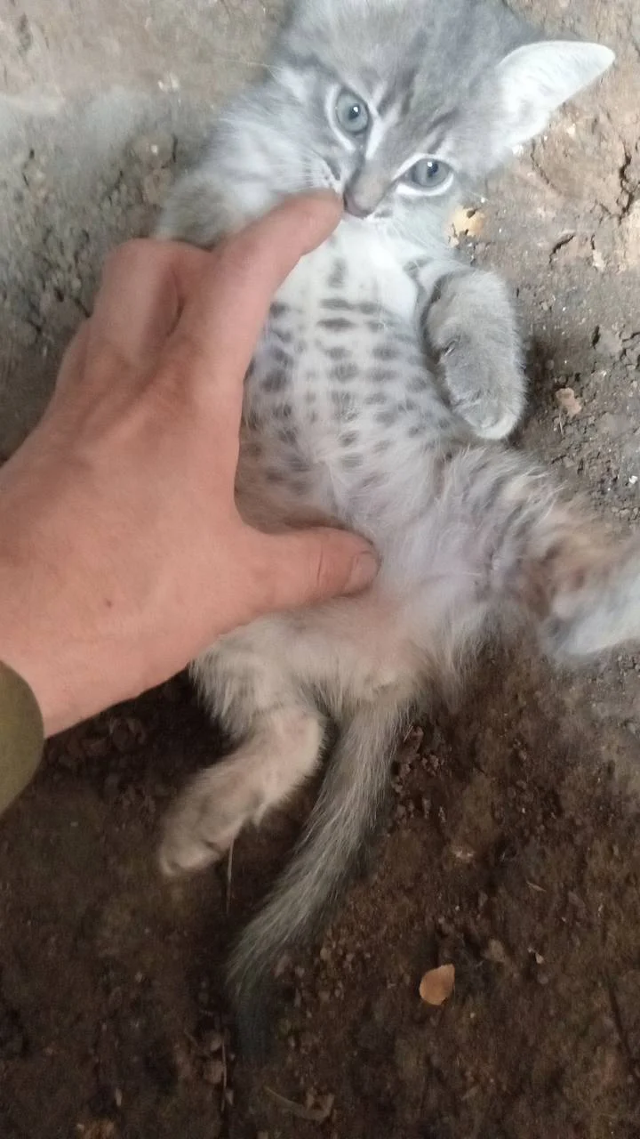 Изображение к публикации